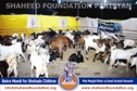 SFP Bakra Mandi Karachi 2014 SFP Bakra Mandi Karachi 2014