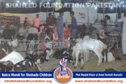 SFP Bakra Mandi Karachi 2014 SFP Bakra Mandi Karachi 2014