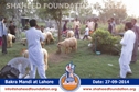 SFP Bakra Mandi Lahore 2014 SFP Bakra Mandi Lahore 2014