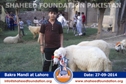 SFP Bakra Mandi Lahore 2014 SFP Bakra Mandi Lahore 2014