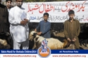 SFP Bakra Mandi Parachinar 2014 SFP Bakra Mandi Parachinar 2014