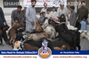 SFP Bakra Mandi Parachinar 2014 SFP Bakra Mandi Parachinar 2014