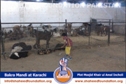 SFP Ijtaimai Qurbani / Bakra Mandi 2014 SFP Ijtaimai Qurbani / Bakra Mandi 2014