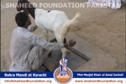 SFP Ijtaimai Qurbani / Bakra Mandi 2014 SFP Ijtaimai Qurbani / Bakra Mandi 2014