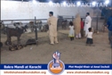 SFP Ijtaimai Qurbani / Bakra Mandi 2014 SFP Ijtaimai Qurbani / Bakra Mandi 2014