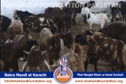 SFP Ijtaimai Qurbani / Bakra Mandi 2014 SFP Ijtaimai Qurbani / Bakra Mandi 2014