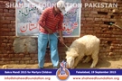 SFP Bakra Mandi Faisalabad 2015 SFP Bakra Mandi Faisalabad 2015