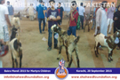 SFP Bakra Mandi Karachi 2015 SFP Bakra Mandi Karachi 2015