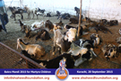 SFP Bakra Mandi Karachi 2015 SFP Bakra Mandi Karachi 2015