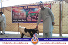 SFP Bakra Mandi Kohat 2015 SFP Bakra Mandi Kohat 2015