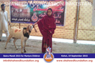 SFP Bakra Mandi Kohat 2015 SFP Bakra Mandi Kohat 2015