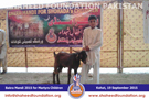 SFP Bakra Mandi Kohat 2015 SFP Bakra Mandi Kohat 2015