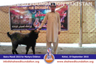 SFP Bakra Mandi Kohat 2015 SFP Bakra Mandi Kohat 2015