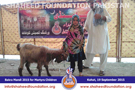 SFP Bakra Mandi Kohat 2015 SFP Bakra Mandi Kohat 2015