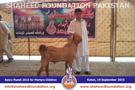 SFP Bakra Mandi Kohat 2015 SFP Bakra Mandi Kohat 2015
