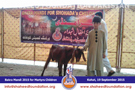 SFP Bakra Mandi Kohat 2015 SFP Bakra Mandi Kohat 2015
