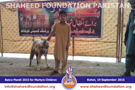 SFP Bakra Mandi Kohat 2015 SFP Bakra Mandi Kohat 2015