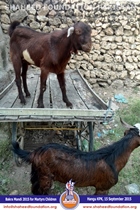 SFP Bakra Mandi Hangu 2015 SFP Bakra Mandi Hangu 2015