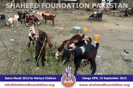 SFP Bakra Mandi Hangu 2015 SFP Bakra Mandi Hangu 2015