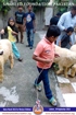 SFP Bakra Mandi Lahore 2015 SFP Bakra Mandi Lahore 2015