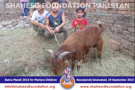 SFP Bakra Mandi Rawalpindi 2015 SFP Bakra Mandi Rawalpindi 2015