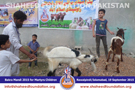 SFP Bakra Mandi Rawalpindi 2015 SFP Bakra Mandi Rawalpindi 2015